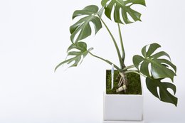 SUStee SINGLE PACK LARGE WHITE