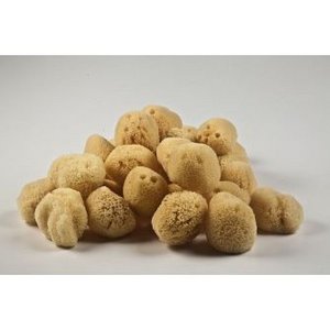 Natuurlijke exfoliërende zeespons "hard type" 7,50-8,50cm