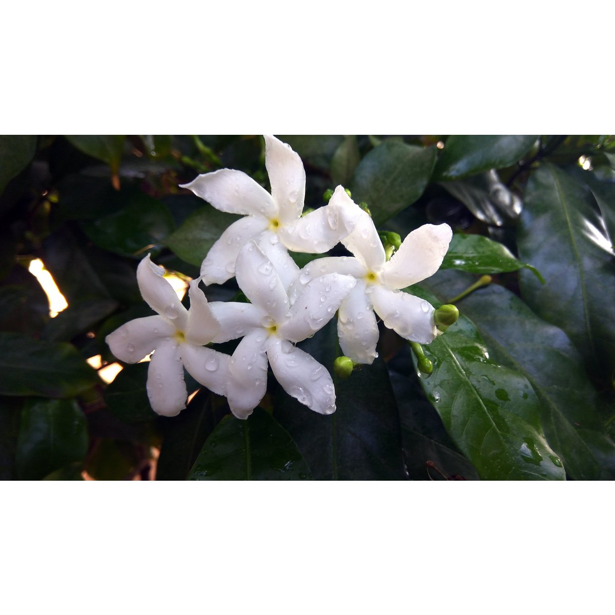 Organic Certified Natural Deodorant - Jasmine 100ml - I piece - 100% recycled paper packaging