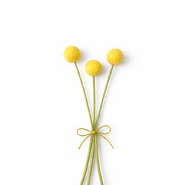 Craspedia XL yellow