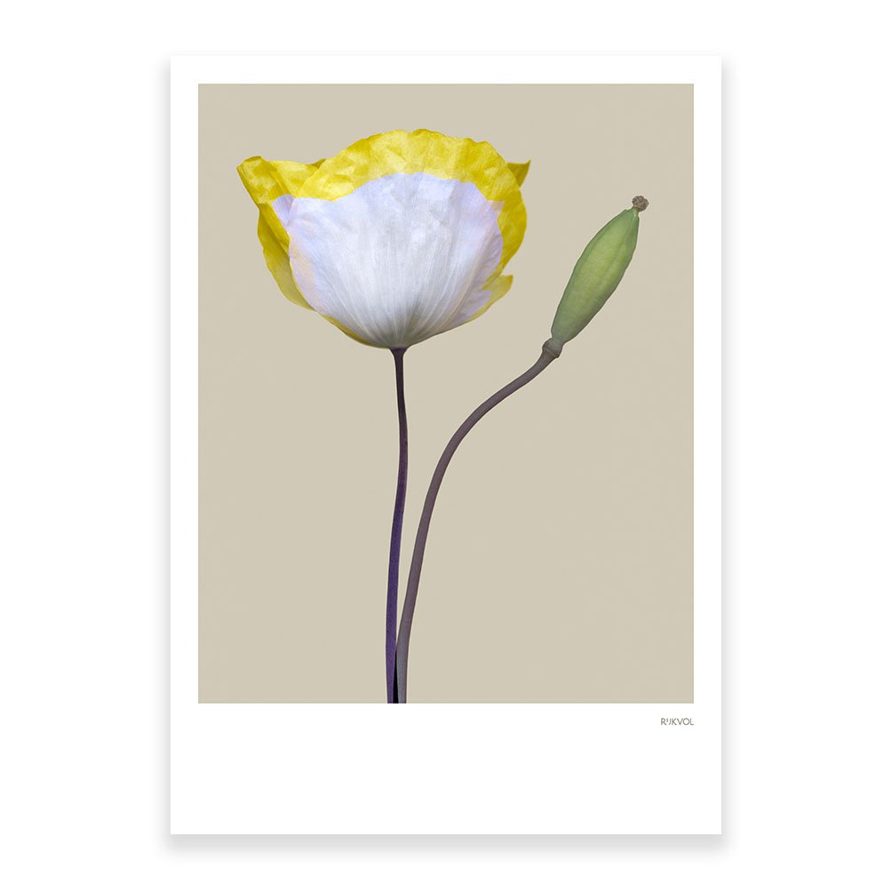 Poppy 02, ansichtkaart
