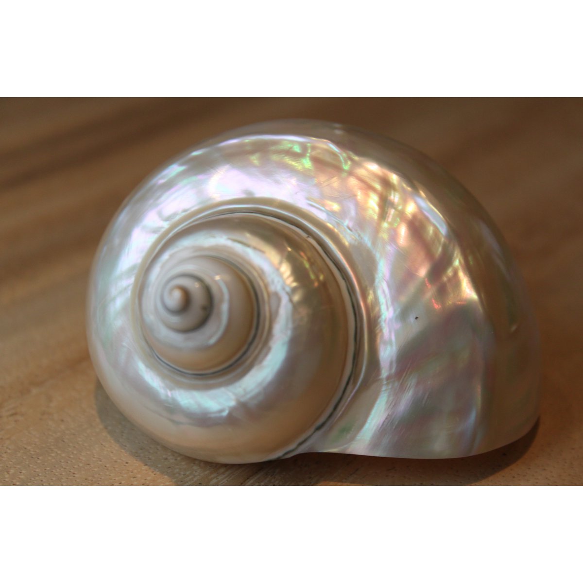 Turbo Bianco "Turbo marmoratus"