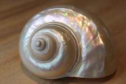 Turbo Bianco "Turbo marmoratus"
