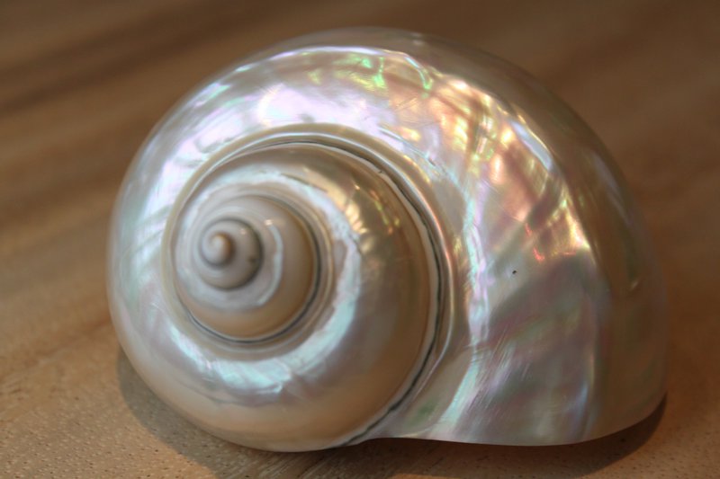 Turbo Bianco "Turbo marmoratus"