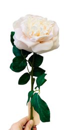 QMF Hand Touch Rose 65cm WIT 2STK