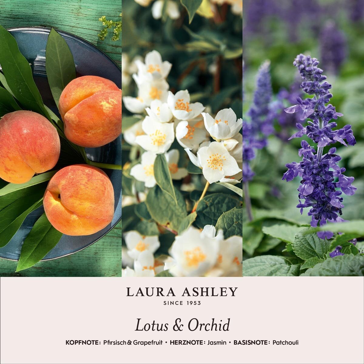 Duftkerze Laura Ashley Lotus & Orchid im Geschenkkarton - 200g