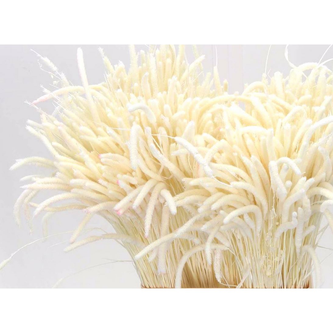 Phleum, ca. 70cm, gebleicht