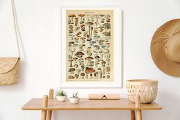 Póster Setas Vintage - Millot