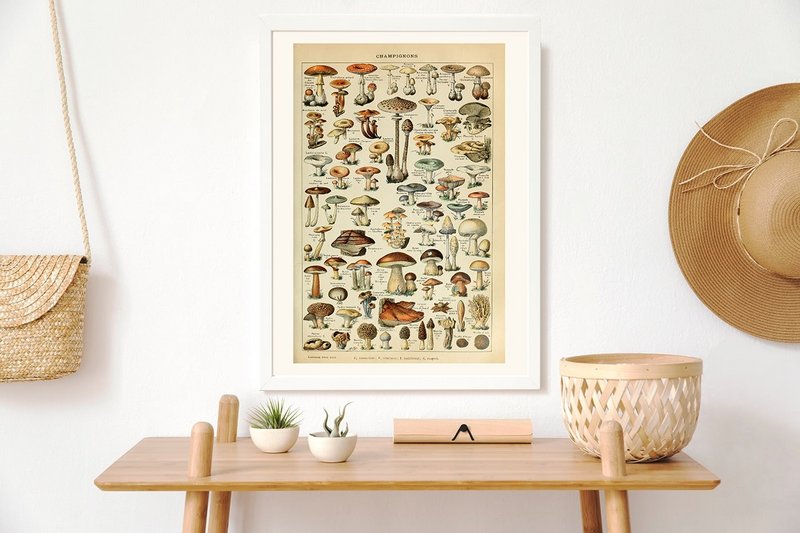 Póster Setas Vintage - Millot