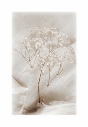  Delicate floral photo card with a soft, ethereal appearance. The image features a cluster of small white flowers on bare branches, creating a serene and minimalist design.