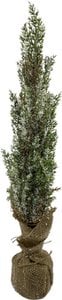Natural artificial Christmas tree on jute stand 45 cm