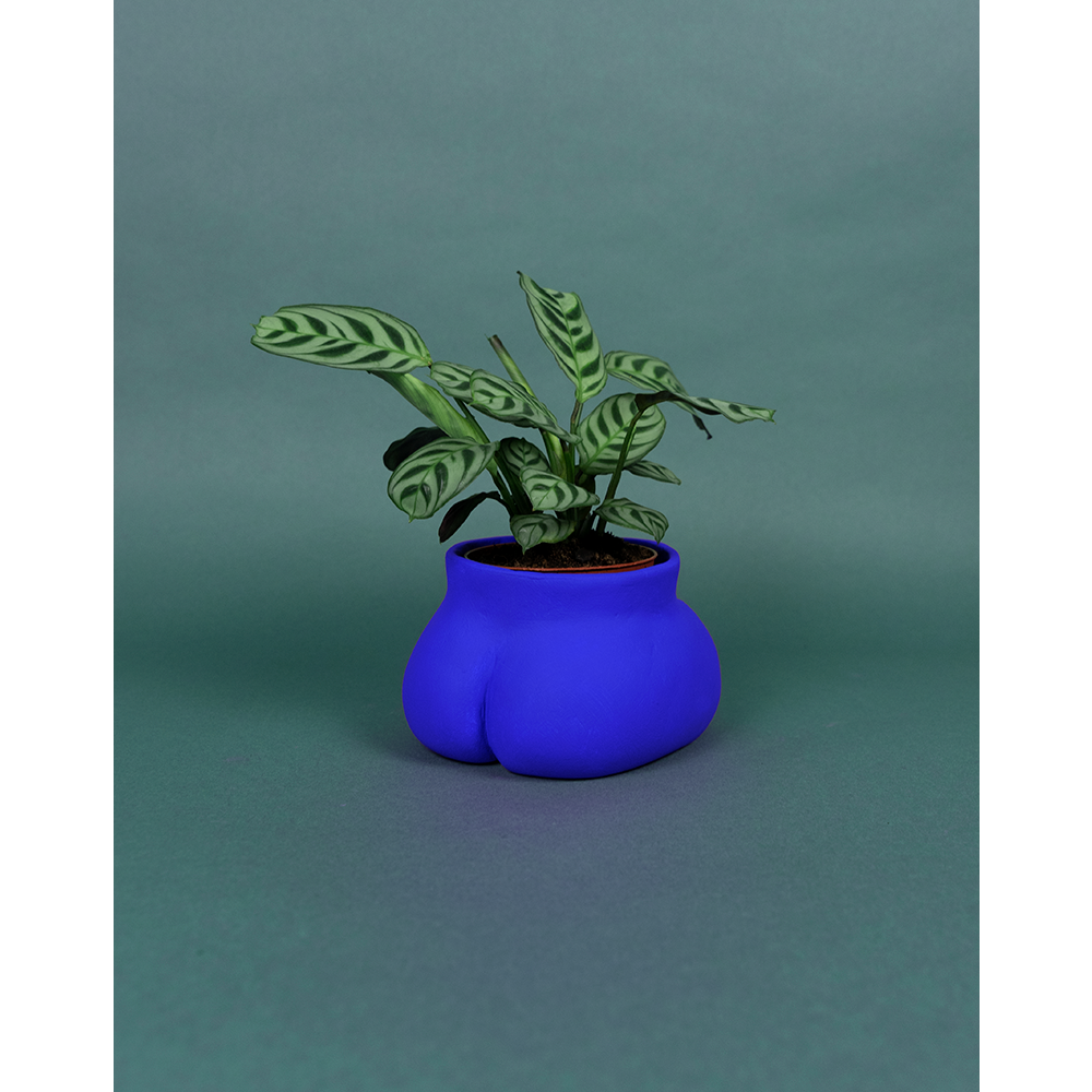 Petit Fessier Bleu Klein®