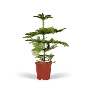 Araucaria - Kamerden - Ø21cm - ↕70cm
