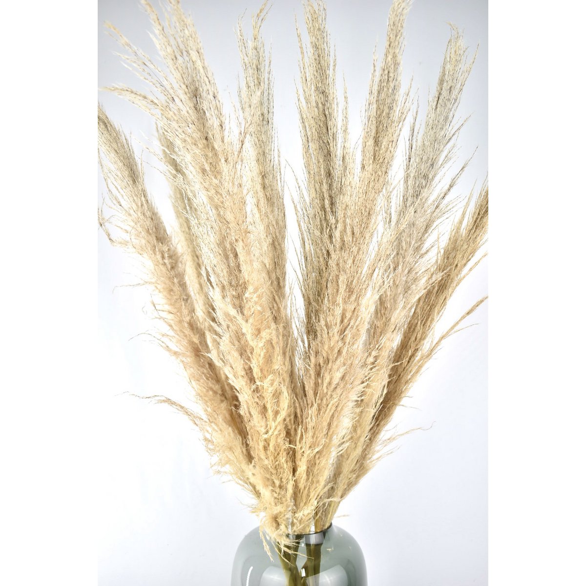 Pióropusze pampasowe - Cortaderia - naturalne