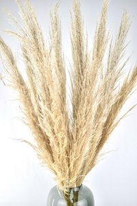 Pampas plumes - Cortaderia - natural
