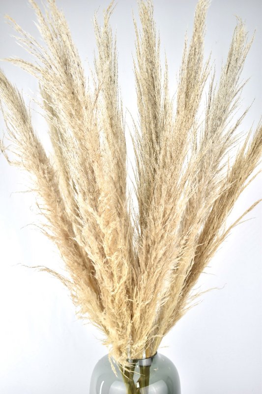 Pampas plumes - Cortaderia - naturlig