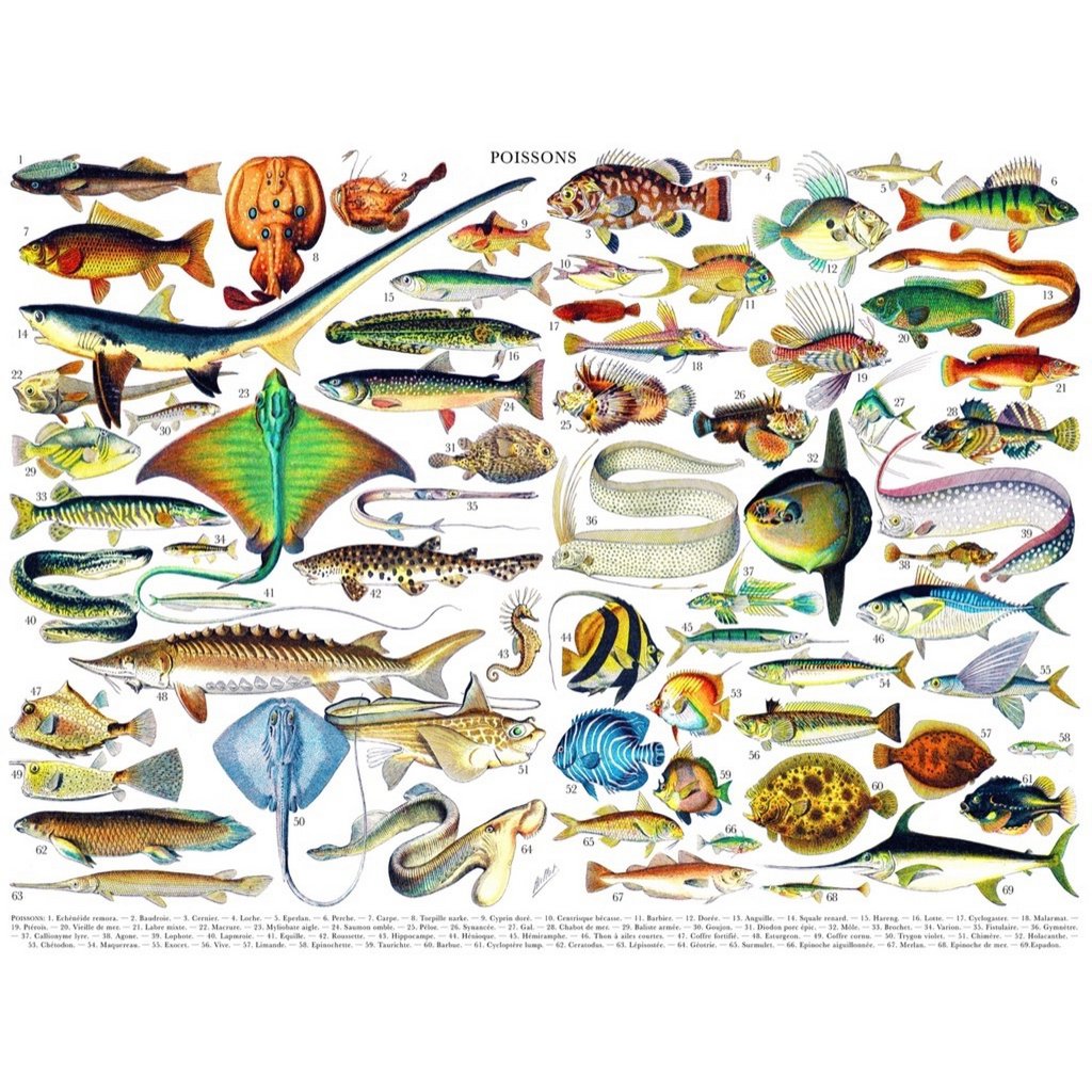 New York Puzzle Company Puzzle Fish ~ Poissons - 1000 pieces