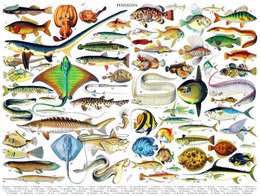 New York Puzzle Company Puzzle Fish ~ Poissons - 1000 pieces