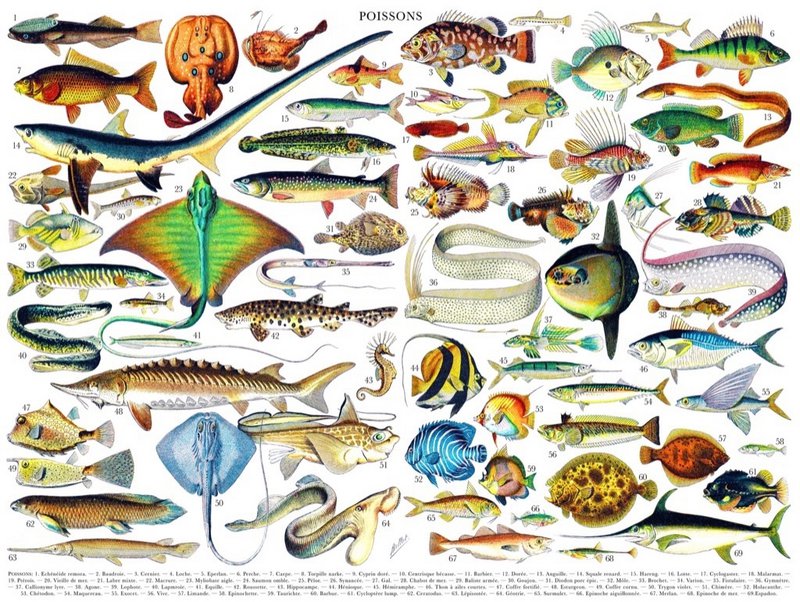 New York Puzzle Company Puzzle Fish ~ Poissons - 1000 pieces