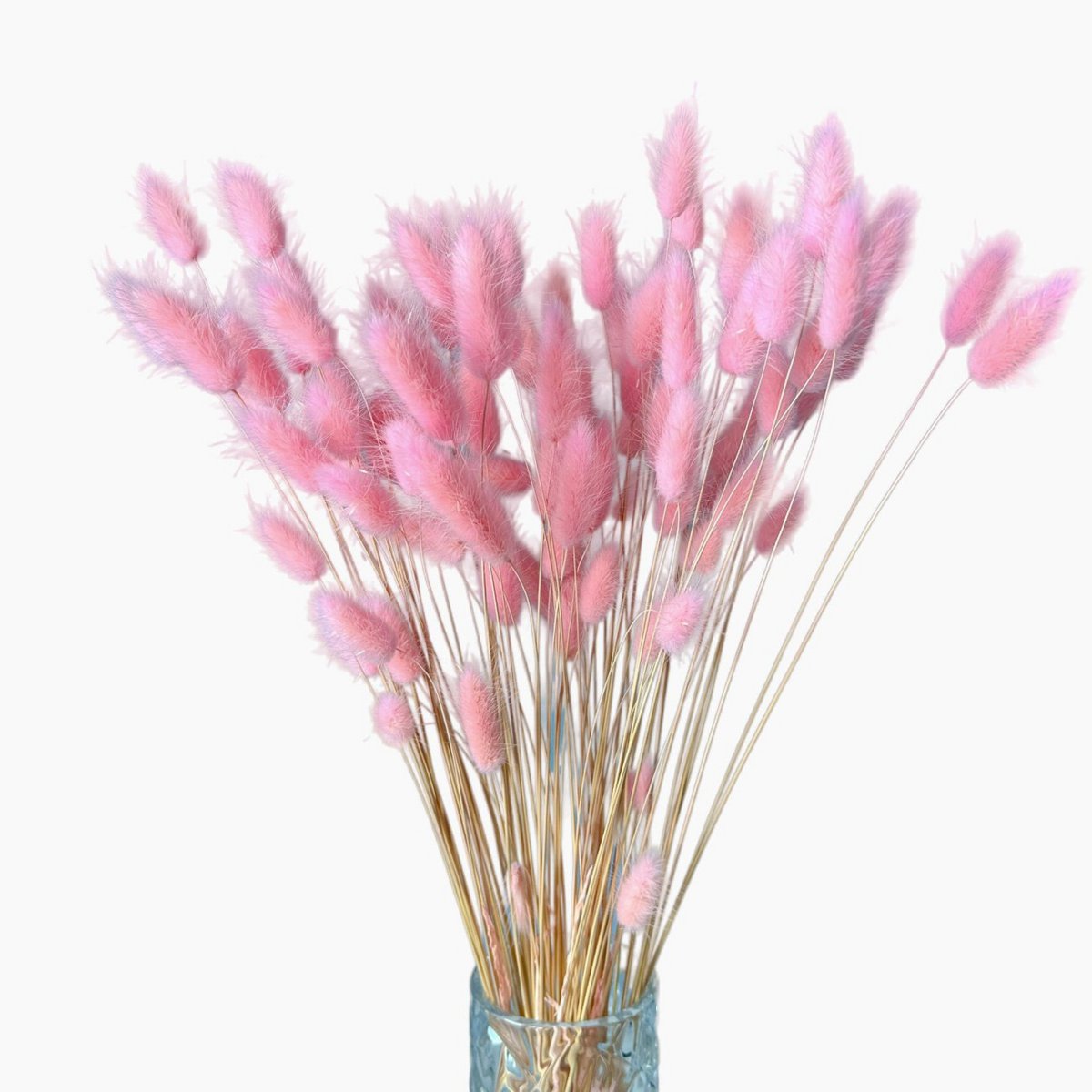 Queues de Lapin (Lagurus) 50g Rose Clair