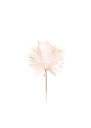 Wildflower rødme