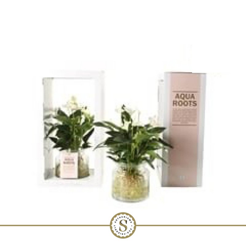 Anthurium Aqua Roots White Champion