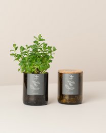  A small, round glass container with a green peppermint plant growing inside. The container has a simple, minimalist design with a white label featuring a leaf icon.