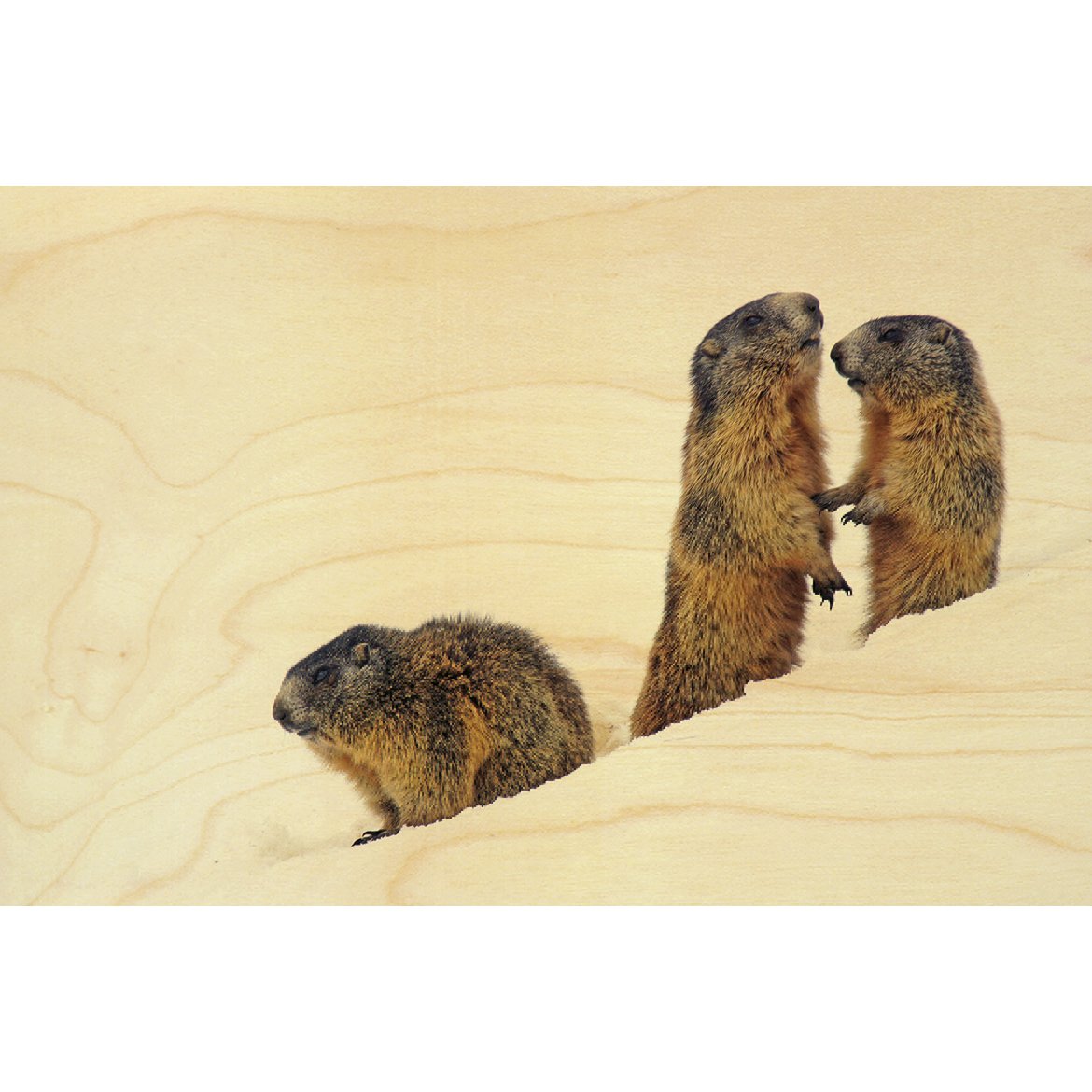 POSTKARTE HOLZ TIERE MURMELTIERE IM SCHNEE