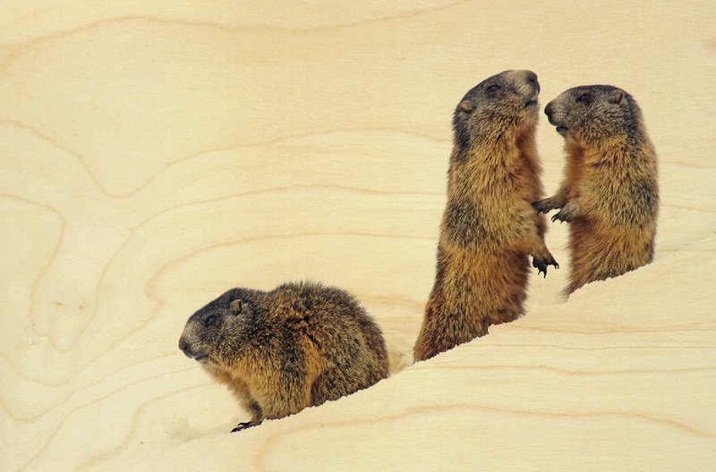 POSTKARTE HOLZ TIERE MURMELTIERE IM SCHNEE