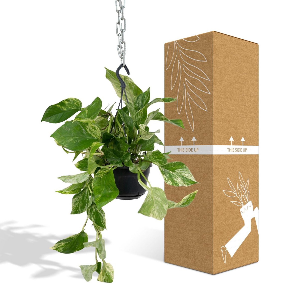 Epipremnum Marble Queen - Scindapsus - Ø15cm - ↕25cm