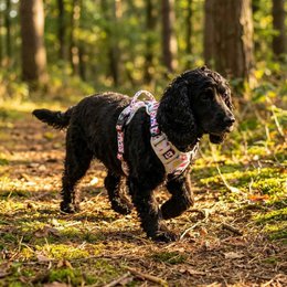 Petal Y Comfort Harness