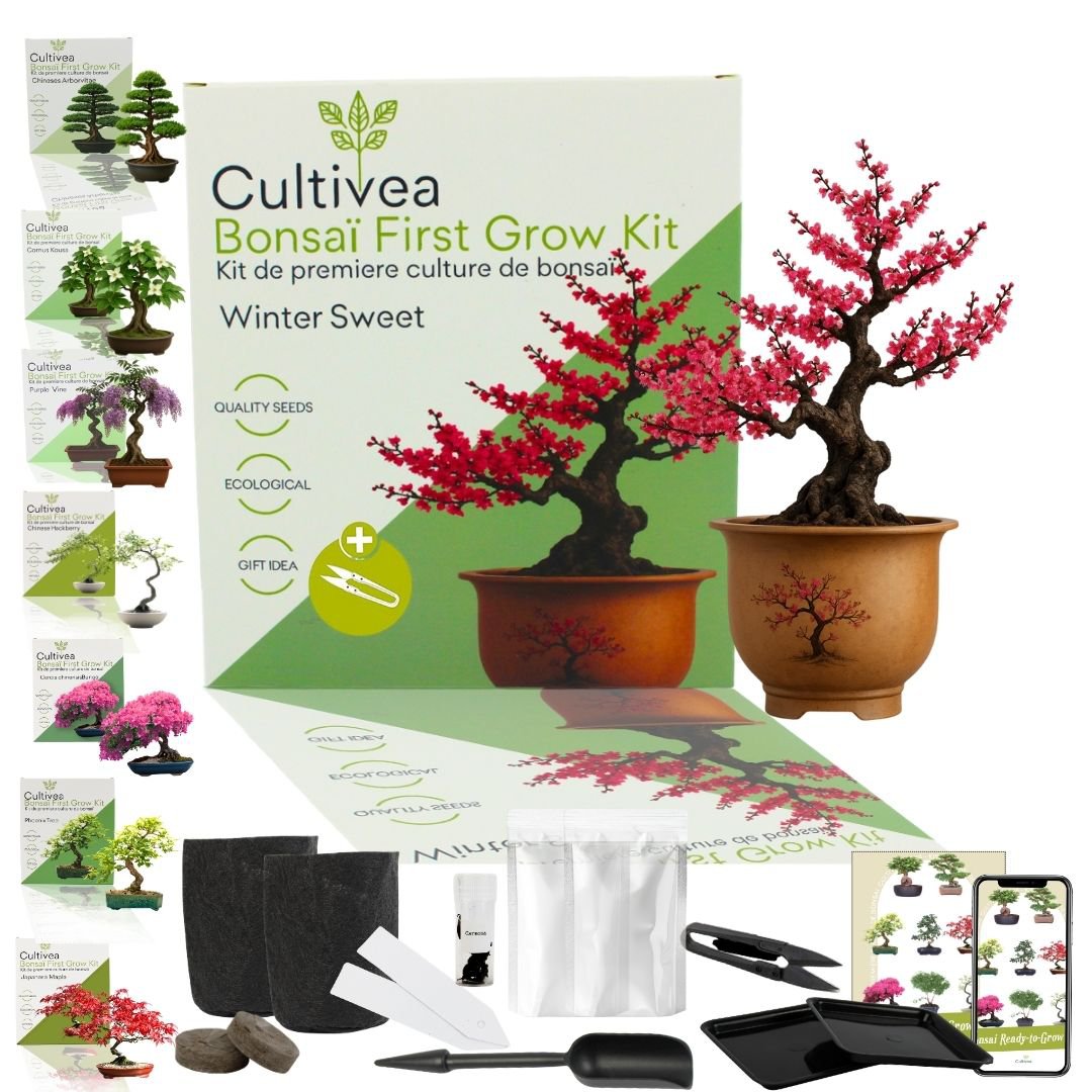 Cultivea - Kit First Bonsai - Kit de première culture de bonsaï avec accessoires | Idée cadeau Originale