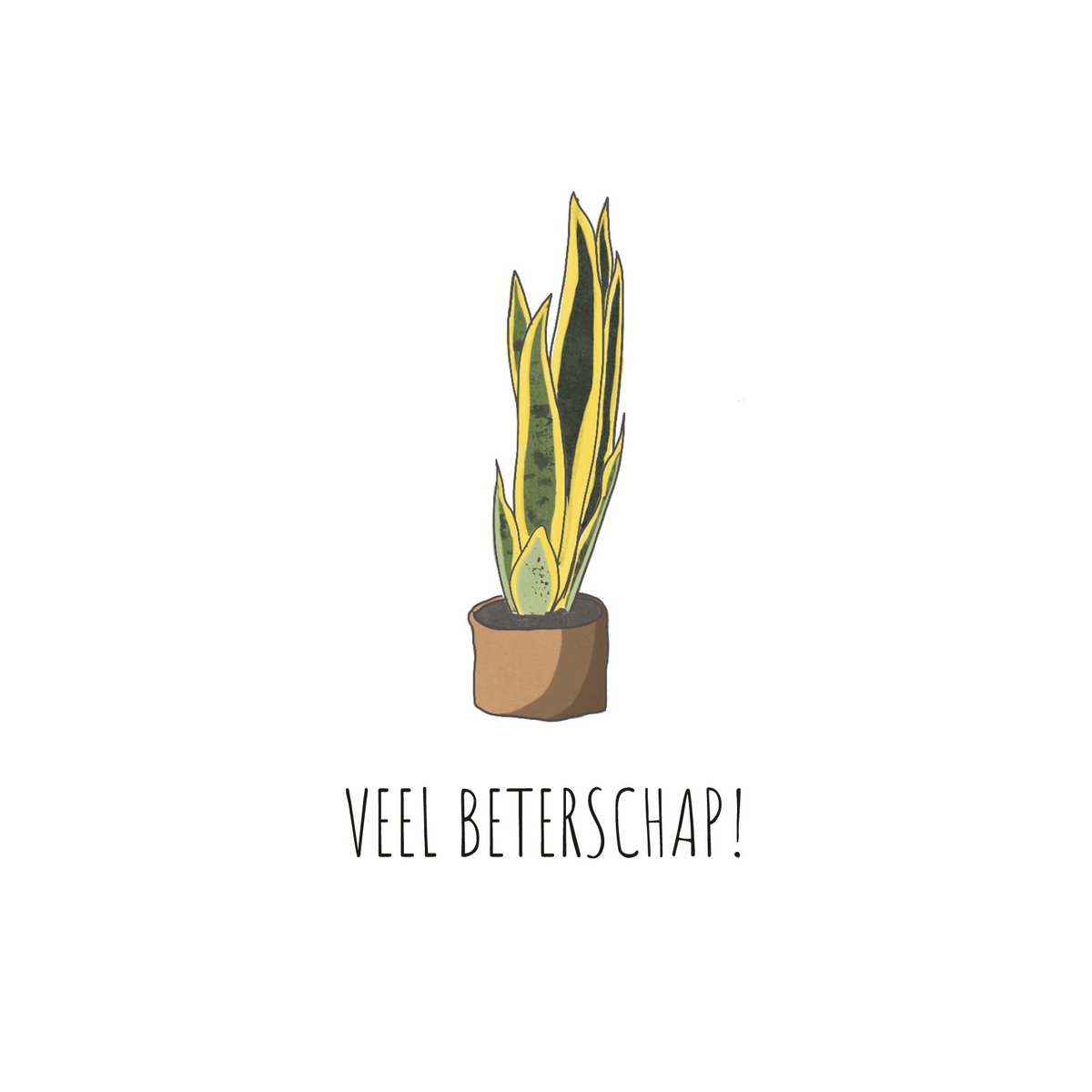 Sanseveria