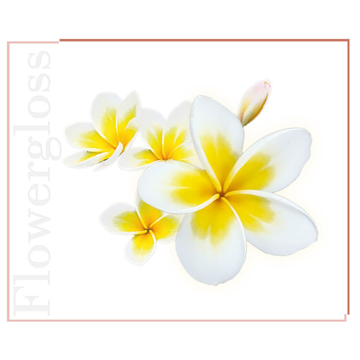 Flowergloss FG10 Frangipani | made from fruit and vegetables 💚 Vegan without titanium dioxide “NEW”