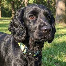 Reef dog collar