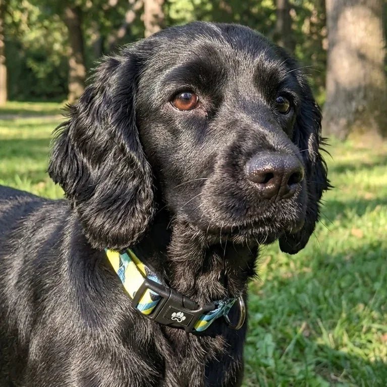 Reef dog collar