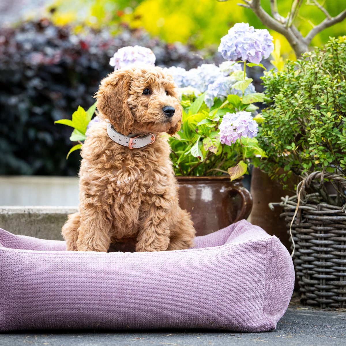 TUDOR ORTHO | Premium Orthopedic Dog Bed