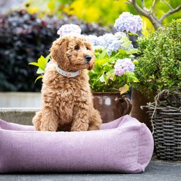 TUDOR ORTHO | Premium Orthopedic Dog Bed