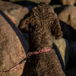 Braid Dog Collar - Petal