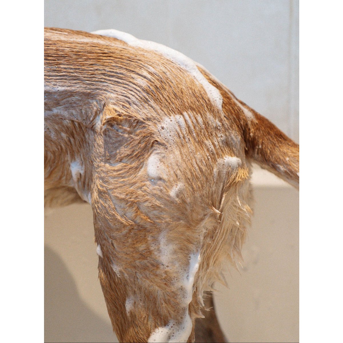 DOG SHAMPOO SENSITIVE