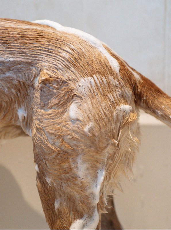 DOG SHAMPOO SENSITIVE
