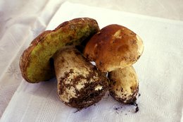 Roomsaus met eekhoorntjesbrood | 180g