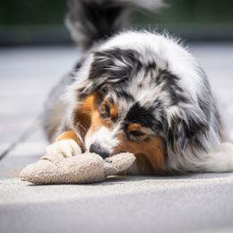 Snufflestar Greige