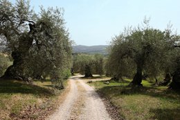 MOR EVOO Datter 500ml