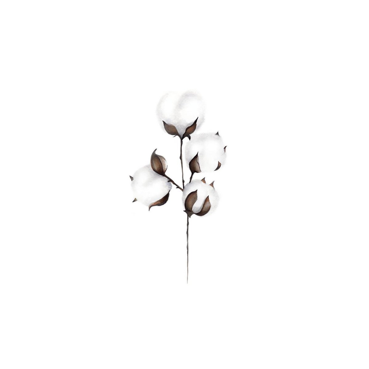 Cotton