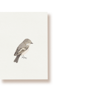 pied flycatcher | postcard
