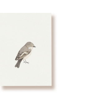 pied flycatcher | postcard