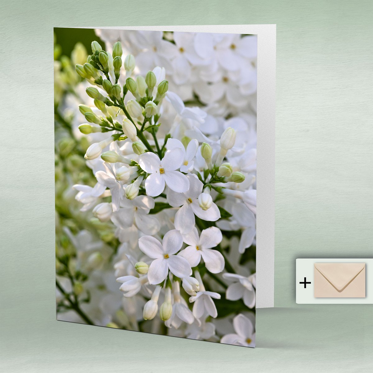 Greeting card, double card Eye8167 lilac, spring flowers