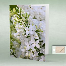 Greeting card, Doppelkarte eye8167 Flieder, Frühling Blumen