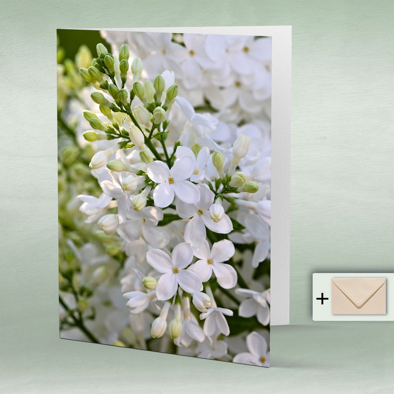 Greeting card, double card Eye8167 lilac, spring flowers